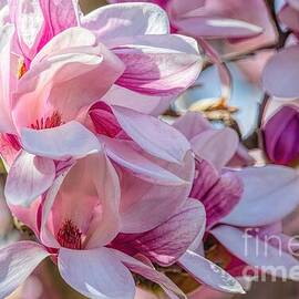 Beautiful Blossoms by Jennifer Jenson