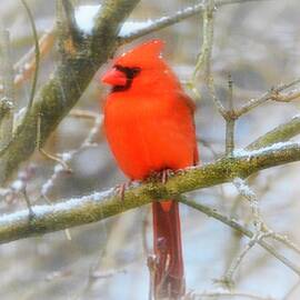Beautiful Cardinal by Melissa Mistretta