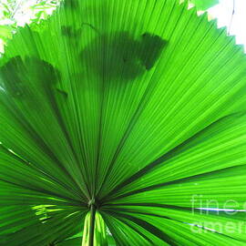 Beautiful Fan Palm. Photo taken from behind.  by Rita Blom