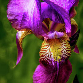 Beautiful Iris Macro by Robert Bales
