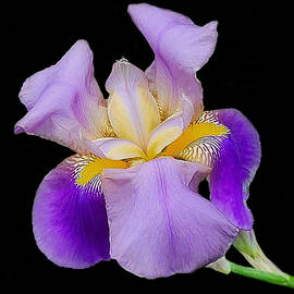 Beautiful Iris by Susan Huckins