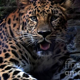 Beautiful Leopard Portrait 2 by S Jamieson