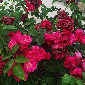 Beautiful pink roses