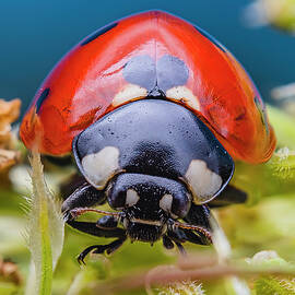 Beautiful Red Lady Bug - Coccinellidae by Aron's Tiny Safari