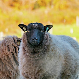 Beautiful Sheep by Linda Howes