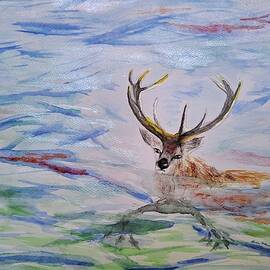 Beautiful swimming red deer by Lucia Waterson