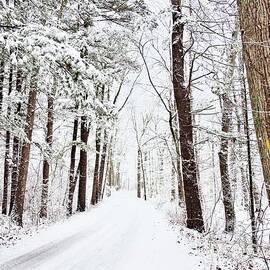 Beautiful Trees In Winter by Marcia Lee Jones