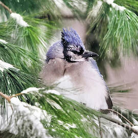 Beautiful Winter Blue Jay by Tina LeCour