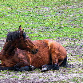 Beauty in Nature Horse by Marina Usmanskaya