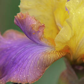 Beauty Of Irises - Pegas by Jenny Rainbow