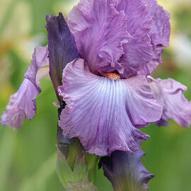 Beauty of Tall Bearded Irises - Windsor Rose by Jenny Rainbow