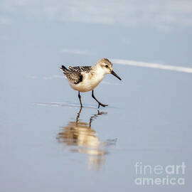 Becasseau Sanderling on the beach by Jane Rix