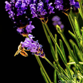 Bee Heaven by Nick Boren