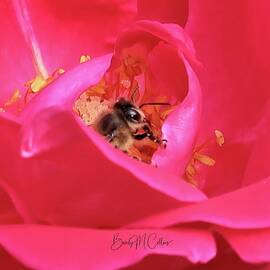 Bee in a Rose Cradle