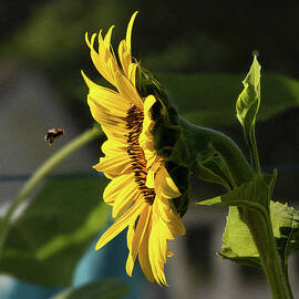 Bee Line Sunflower by Gary Shindelbower