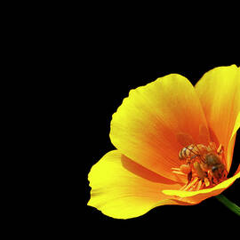 Bee N Poppy by Ray Silva