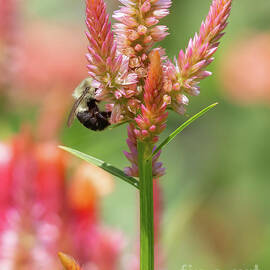 Bee on Celosia Flower by Chris Scroggins