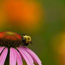 Bee on Coneflower  by Sally Simpson