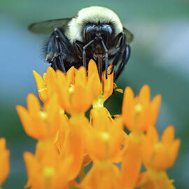 Bee on Milkweed by Morey Gers