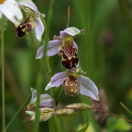 Bee Orchid in Bloom by James Dower