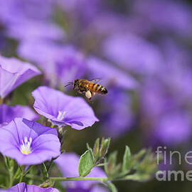 Bee Over Convolvulus Flowers by Joy Watson