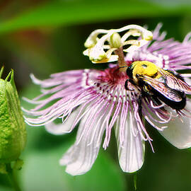 Bee Passionate by Marilyn DeBlock