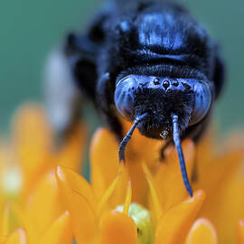 Bee Portrait by Morey Gers