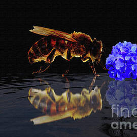 Bee Reflection by Dr Debra Stewart's Gallery