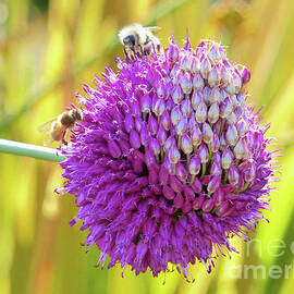 Bees on a Flower by Connie Sloan