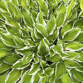 Beloved Hostas  by Alexandra's Photography