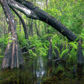Bent by nature by Rudy Wilms