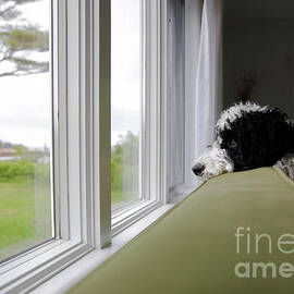 Bernedoodle Looking Wistfully Out The Window by Diane Diederich