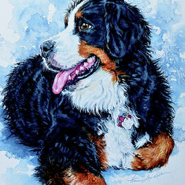 Bernese Mountain Dog Fiona