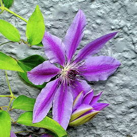 Bicolor Clematis by Lyuba Filatova