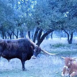 Big Daddy Long Horn Bull with yearling spring time in the Texas Hill country by Victoria Beasley