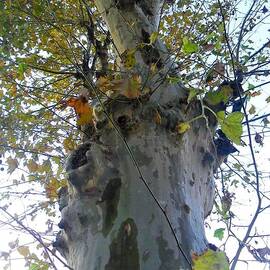 Big Poplar tree by Ugo Matone