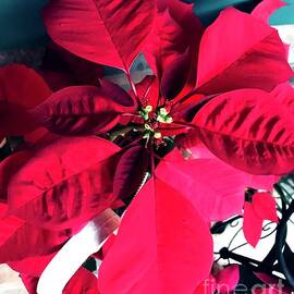 Big Red Poinsettia by CR Greaves