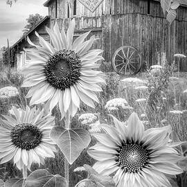 Big Sunflowers Old Barn Black and White by Debra and Dave Vanderlaan