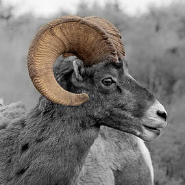 Bighorn Sheep with a Splash of Color by David Dole