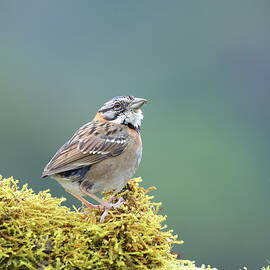 Rufous-collared Sparrow by Alex Nikitsin