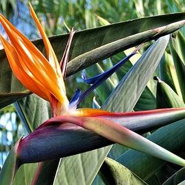 Bird of Paradise