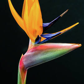 Bird of Paradise by Pamela Plummer