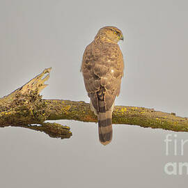 Bird of Prey by Nick Boren