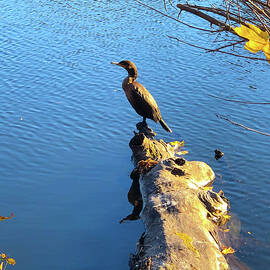 A Cormorant  on the Pond by Lorraine Palumbo