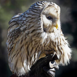  Birds of Prey Barred Owl by Norma Brandsberg