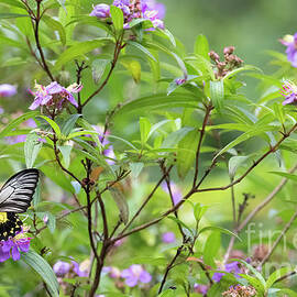 Birdwing Butterfly by Patrick Nowotny