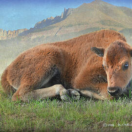 Bison Calf In Lamar Valley by R christopher Vest