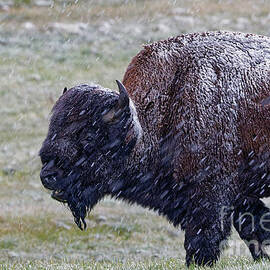 Bison Lunch in the Snow by Natural Focal Point Photography