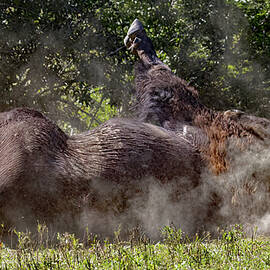 Bison Marks The Dirt by Gina Fitzhugh