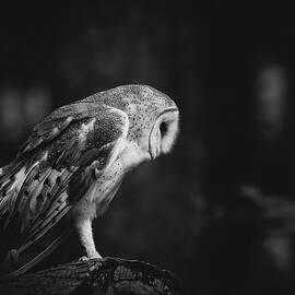 Black and White Barn Owl  by DeborahRoy